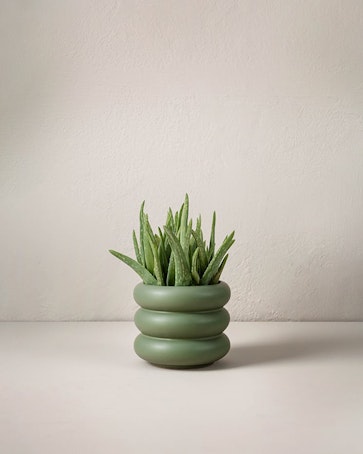 Aloe vera 40 cm