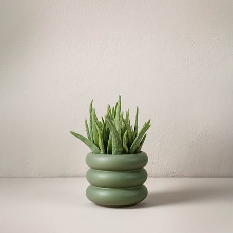 Aloe vera 40 cm