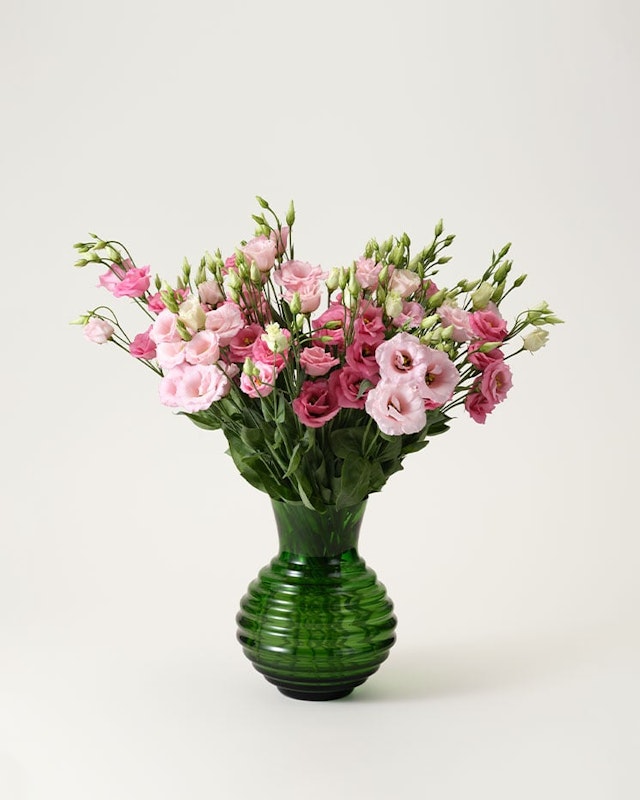 prarieklocka-rosa-snitt-styckvis