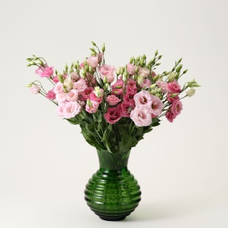 Prärieklocka, rosa