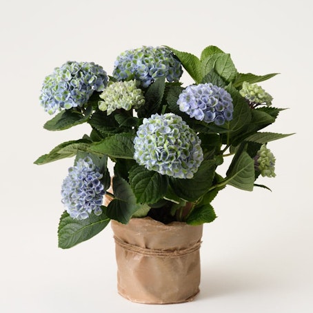 Blå hortensia i vaxat papper