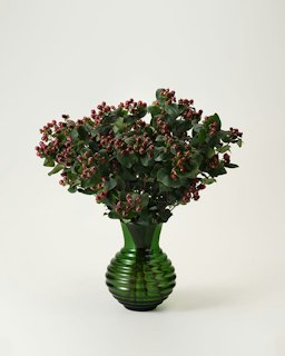 Hypericum