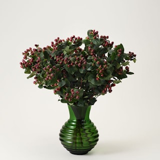 Hypericum