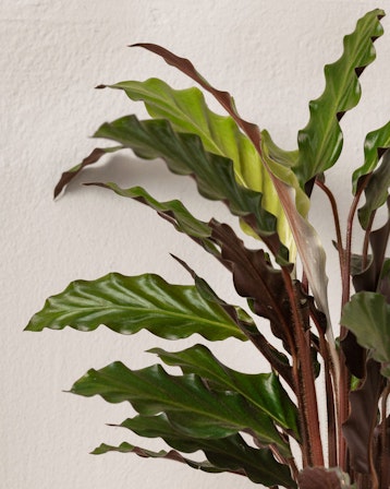 Calathea 50 cm