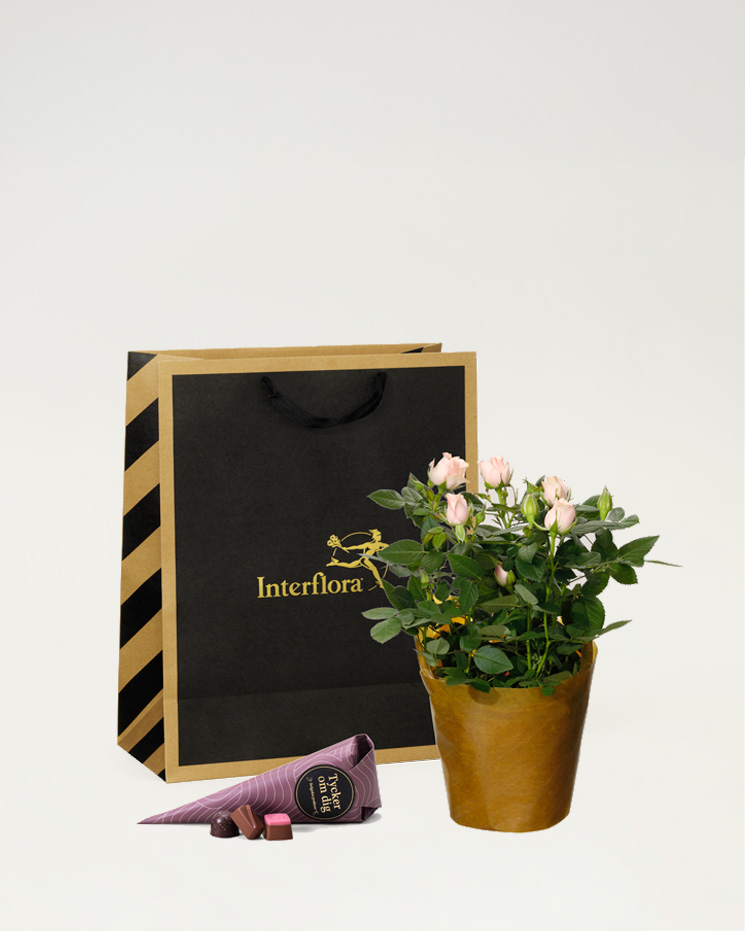 Blomsterkasse med en söt rosa krukros. Plus en chokladstrut med belgiska praliner (90 - 95 g). Text på struten: "Tycker om dig"