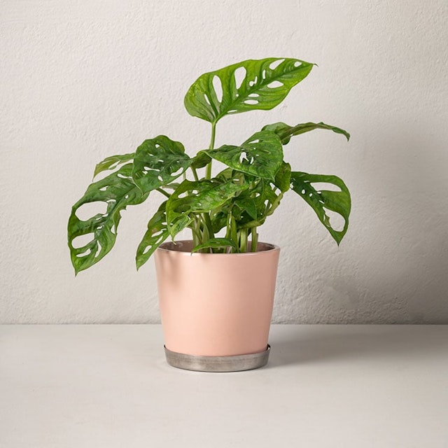 1744267073-1280001_monstera-monkey-mask