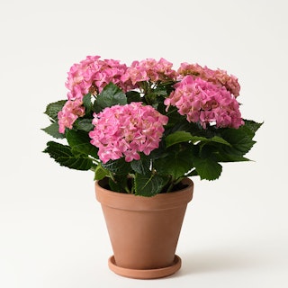 Rosa hortensia i vaxat papper