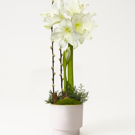 Vinteramaryllis i kruka