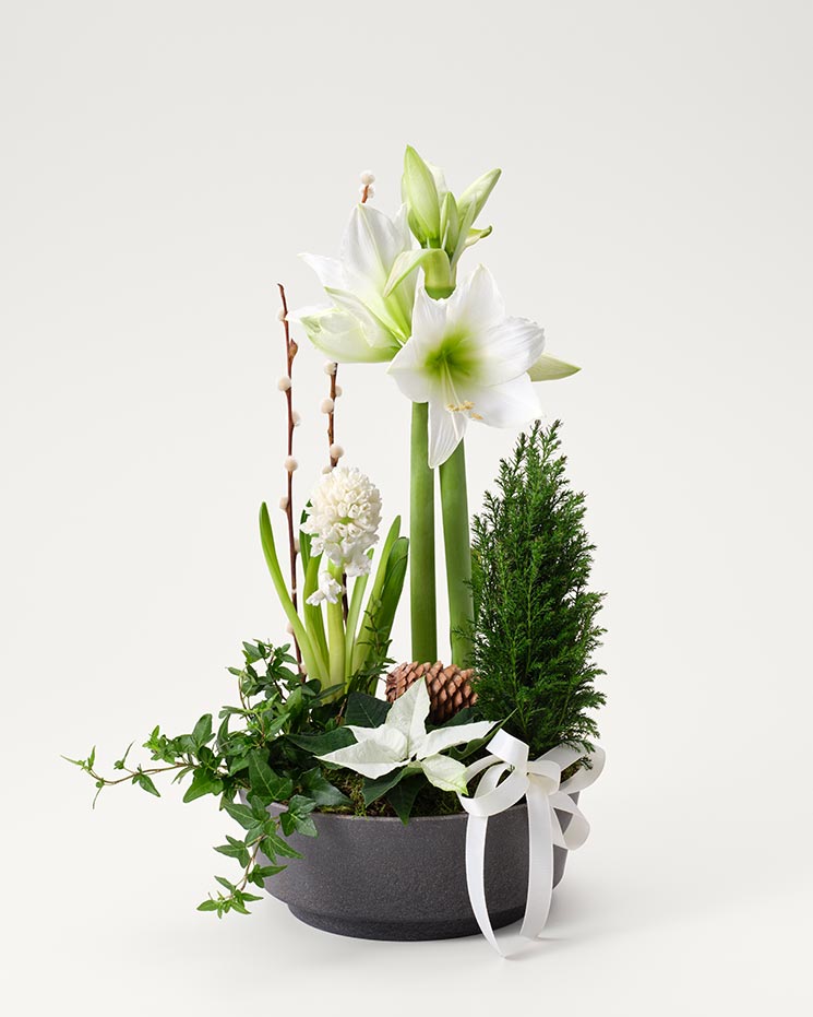 Vacker blomstergrupp med vit amaryllis, vit hyacint, en, videkvistar, kottar och dekorationsgrönt. 