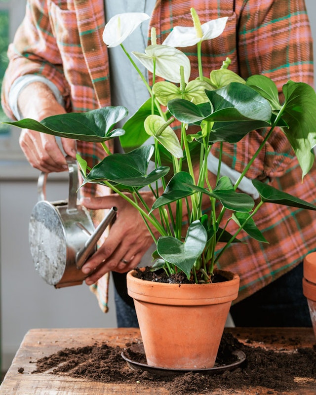 1750959075-1202857-2025