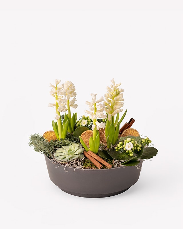 1763374848-1203124-midvinterhyacinter-2025