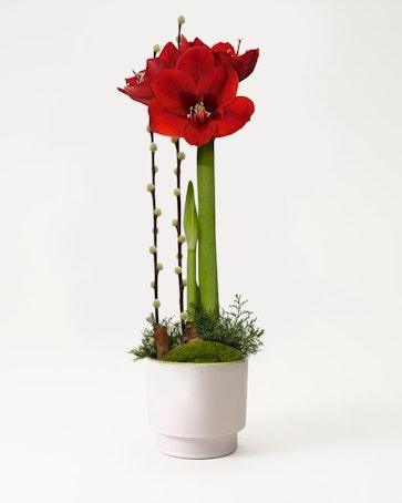 Julamaryllis i kruka