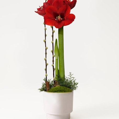 Julamaryllis i kruka