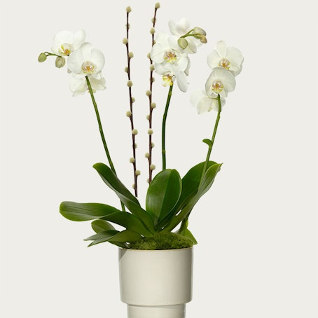 Orkide i kruka