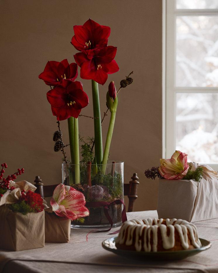 Sprid julstämning och glädje med ett Interflora-blommogram! Juldekoration: glaskruka fylld med vinröda amaryllisar, mjuken, vaxade äpplen, lärk. Ett vinrött sidenband runt glaskrukan.