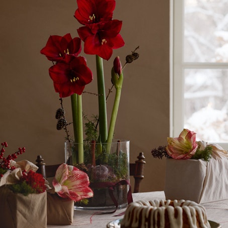 Julgrupp Midvinterlyx