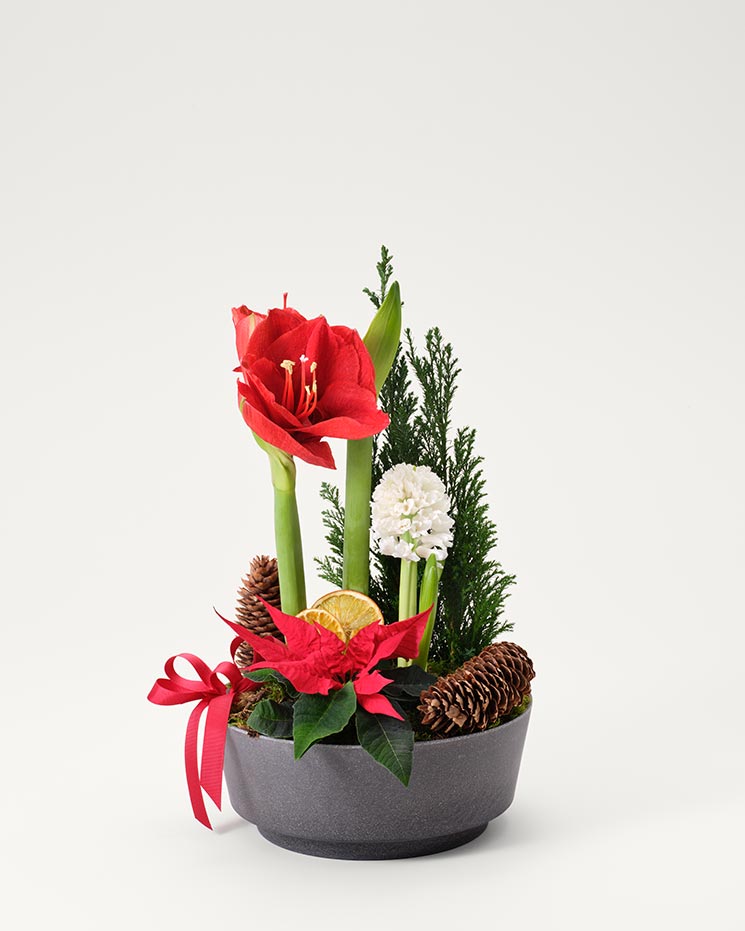 Beställ dina julblommor hos Interflora! Julgrupp i rund skål. Blommor: Röd amaryllis, vit hyacint, röd minijulstjärna. Plus kottar och dekorationsgrönt.