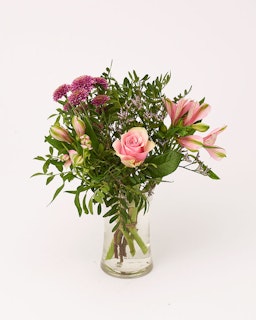 Rosa favorit