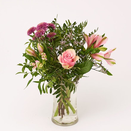 Rosa favorit