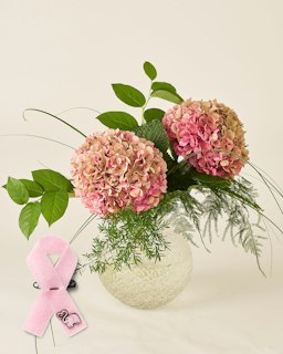 Rosa hortensia med rosa bandet