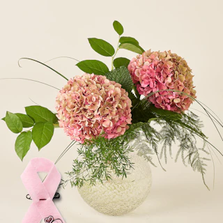 Rosa hortensia med rosa bandet