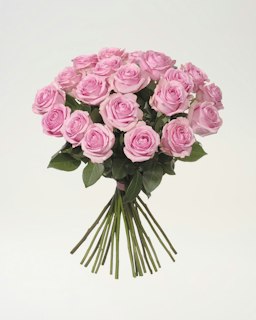 20 rosa premiumrosor