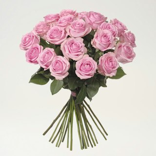 20 rosa premiumrosor
