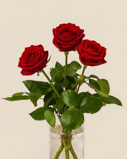 3 röda lyxrosor