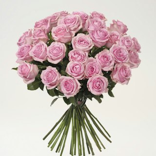30 rosa premiumrosor