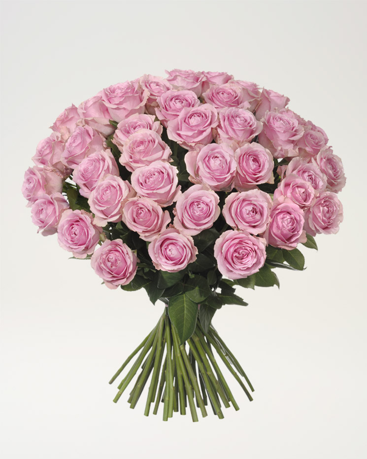 50 rosa premiumrosor