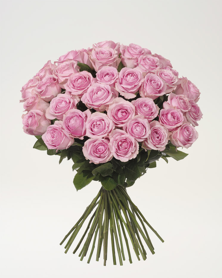 40 rosa premiumrosor