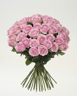 40 rosa premiumrosor