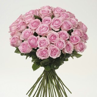 40 rosa premiumrosor