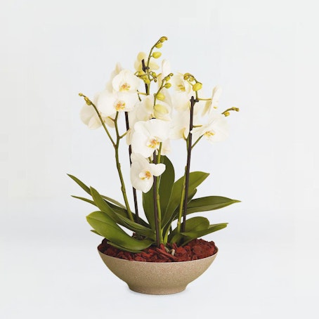 Arrangement med orkideer