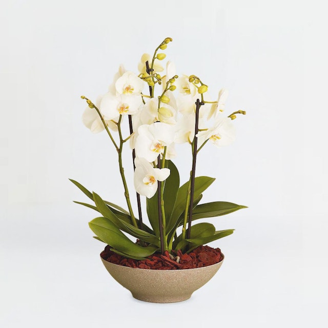 Arrangement med orkideer