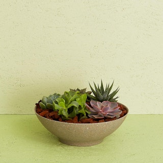 Arrangement med sukkulenter