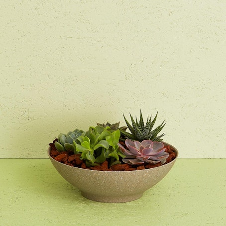 Arrangement med sukkulenter