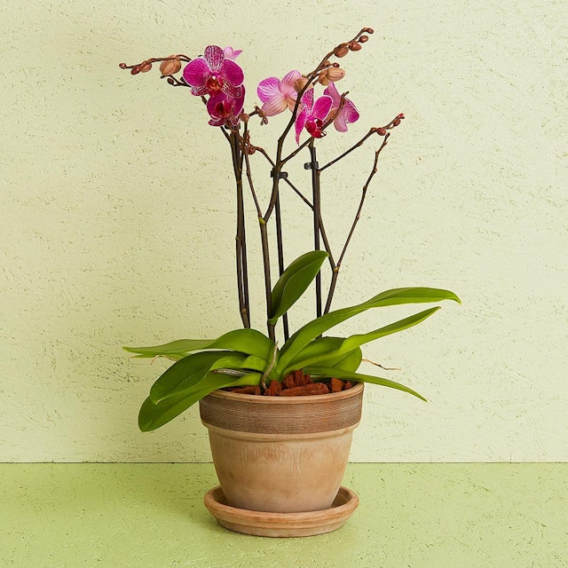 Orkidé inkl. potte