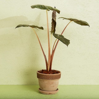 Alocasia inkl. potte