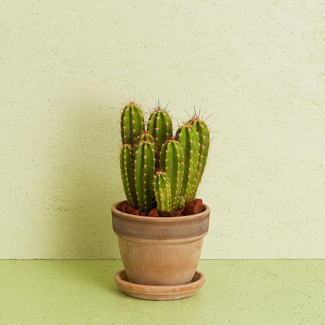 Kaktus inkl. potte