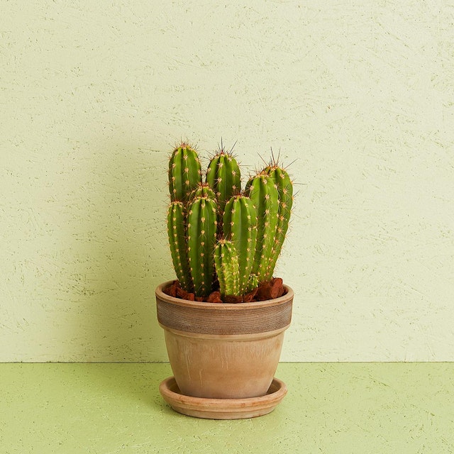 Kaktus inkl. potte
