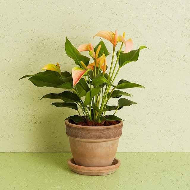 Anthurium inkl. potte