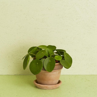 Pilea inkl. potte