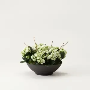 Saknad, plantering