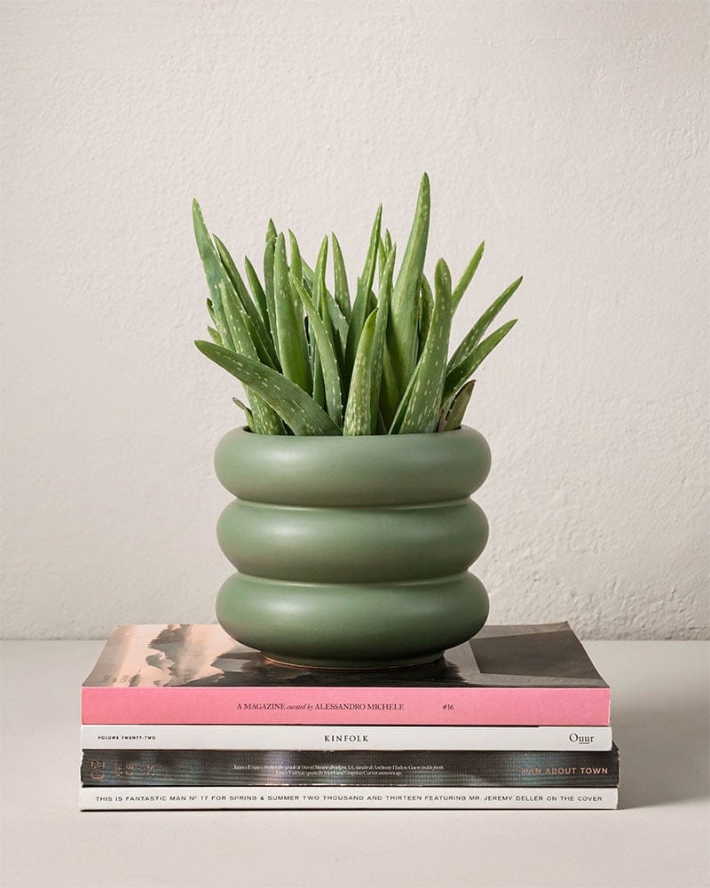 Aloe vera – Fakta & Skötselråd