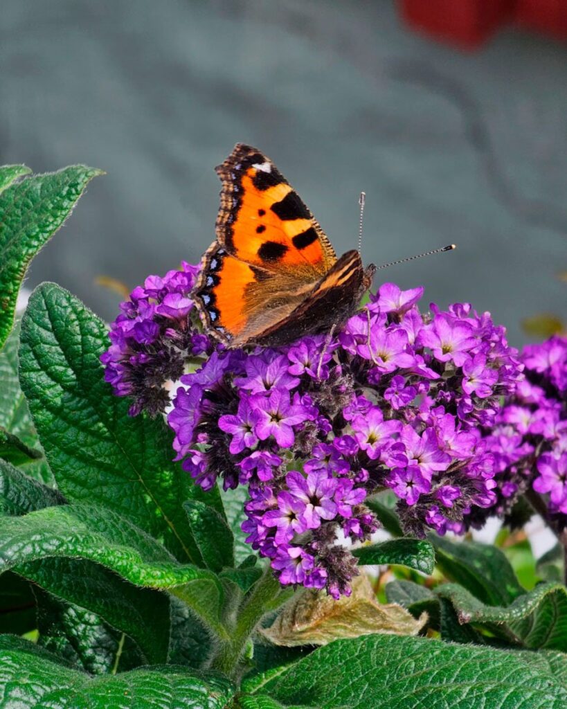 Heliotrop är årets sommarblomma 2024