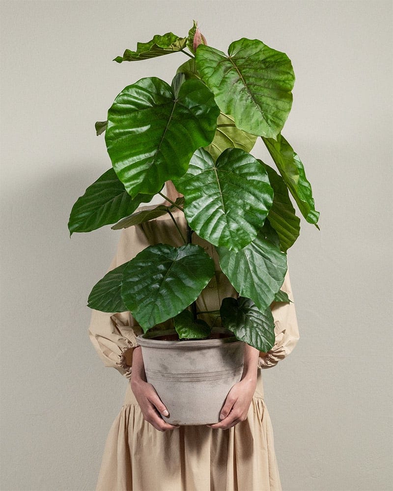 Färgskola – Gröna växter