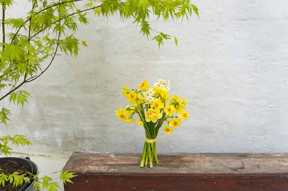 Påsk – Här är påskens alla blommor