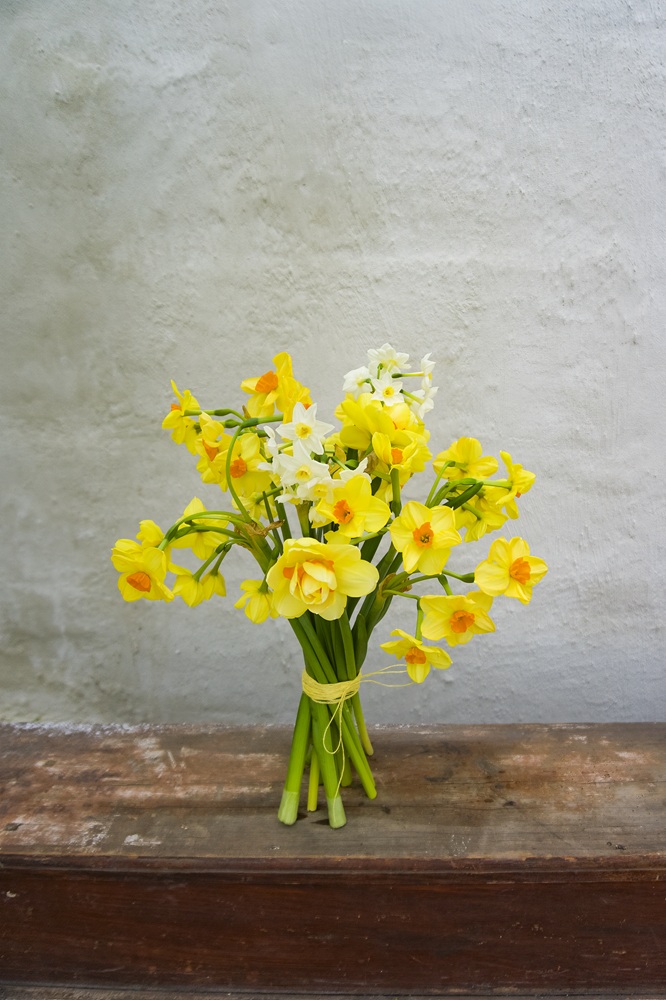 Påsklilja – Fakta & skötselråd