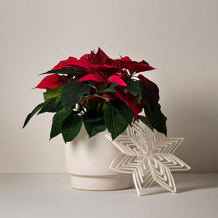 Röd julstjärna i vit keramikkruka. Skicka en julstjärna med bud via Interflora! Eller skicka två stycken julstjärnor...